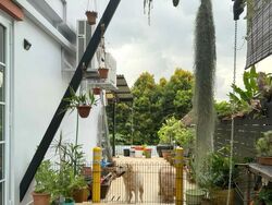 Shamrock Park (D10), Semi-Detached #496235441